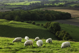 Sheep grazing grass in a rural landscape