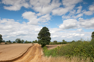 Combine harvesting in fields separated by a hedgerow