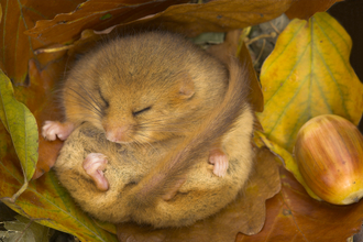 Hibernating dormouse