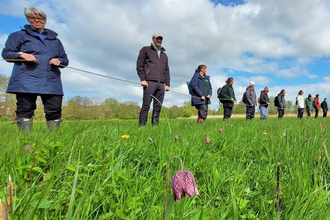 BBOWT staff and volunteers carrying out the annual snake's-head fritillary count at Iffley Meadows nature reserve