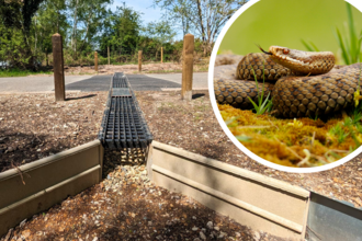 A snake tunnel running underneath a road, with a picture of an adder curled up with its tongue out