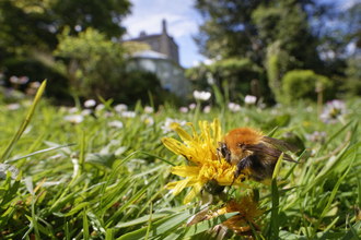 Common carder bee on a dandelion growing on a lawn with daisies behind