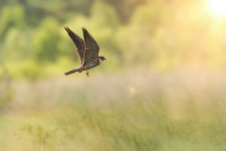 A hobby flying over a field with a dragonfly in its talons.