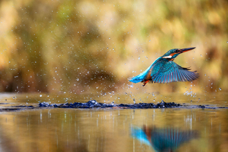 A kingfisher skimming across the surface of water.