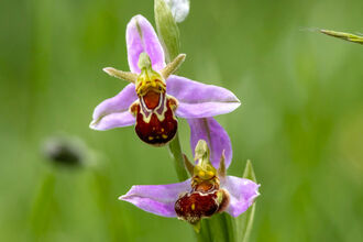 Bee orchid close-up showing flower detail