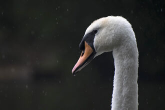 Head of a mute swan in the rain