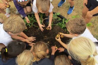 School children harvest potatoes from a small raised bed. 
