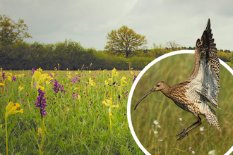 A wildflower meadow with a curlew leaping into flight.