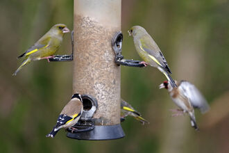 Greenfinches and goldfinches sat at a bird feeder