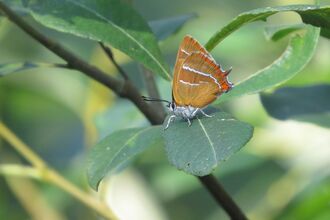 A brown hairstreak rest on a green leaf