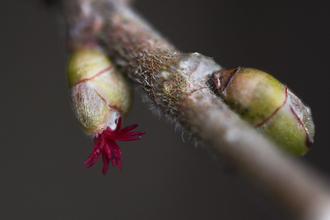 The miniscule pink tentacle-like hazel flowers peeking out of a bud 