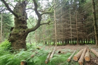 Ancient tree