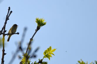 A singing chiffchaff silhouetted against blue sky, perched on a leafy branch