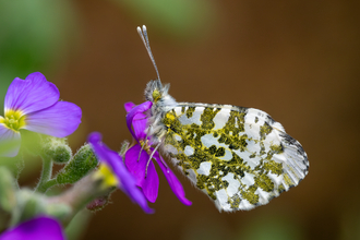 Orange-tip butterfly on a flower