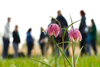 Two purple, chequered flower snake's-head fritillary flowers with a group of people blurred in the background