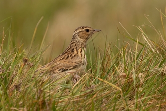 Woodlark at Greenham Common