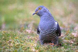 Cuckoo portrait