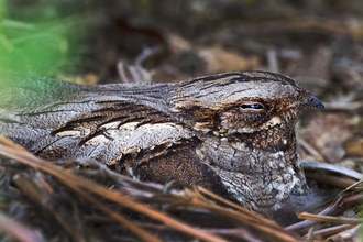 nightjar amongst sticks
