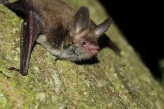 Bechstein's bat on a tree at night