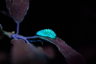 Black hairstreak caterpillar glowing under UV light.