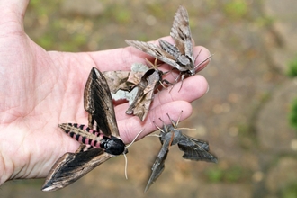 Moth trapping by Butterfly Conservation