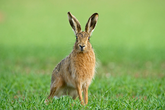 Brown hare in field