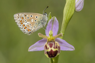 Butterfly on bee orchid