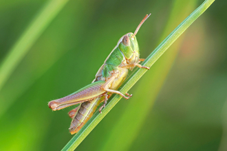 Grasshopper on blade of grass