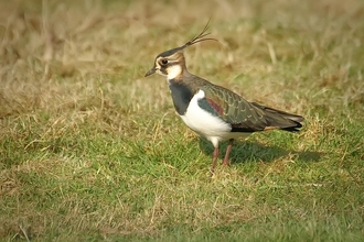 Lapwing on grass