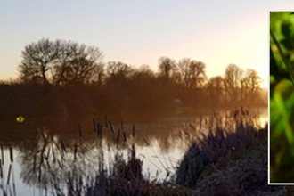 A close-up image of a glow worm beside College Lake
