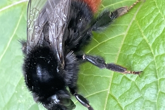 Red Tail Bumblebee