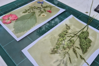 plants used for cyanotype printing