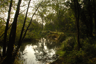 A landscape image of a body of water, surrounded by overhanging trees.