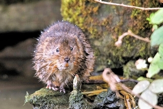 A water vole