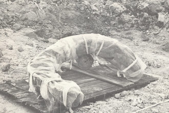 fossil tusk at College Lake