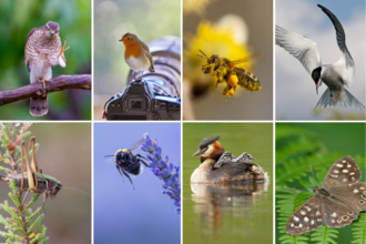 8 images of birds, bees, a butterfly and a cricket