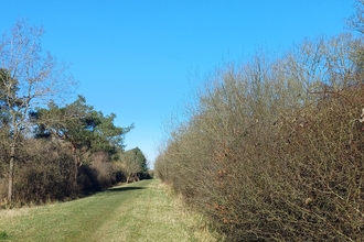 a grass path with bushes and trees on either side