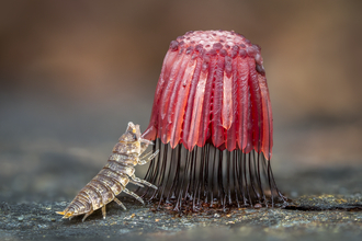 a woodlouse feasting on a red stemonitus mushroom