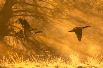 Three Canada geese in flight against the orange sunlight of early morning