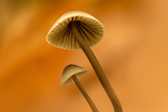 Macro image of a common bonnet mushroom against an orange background