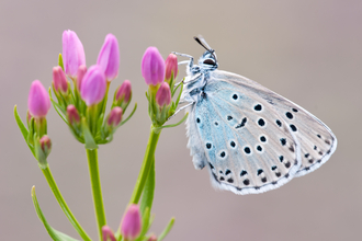 Large blue butterfly