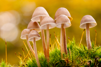 Macro image of a group of mushrooms