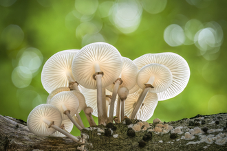 porcelain mushrooms on a log