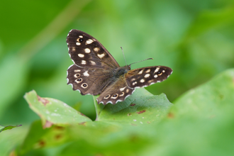 A speckled wood butterfly. Brown with cream patches and eyespots bordering the wings. Perched on a green leaf.