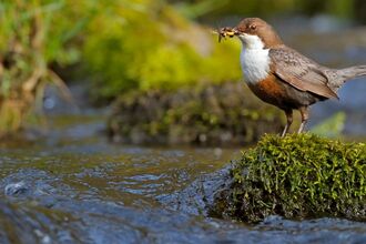 Dipper on stone