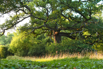 A large oak tree with twisting branches stands above a patch of long grass, lit by the setting sun.