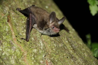 A bat facing downwards on a tree trunk.