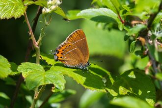 A black hairstreak butterfly with brown-orange wings and hairstreak white lines. Perched on a leaf.