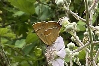 brown hairstreak butterfly on a plant