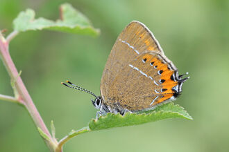Black hairstreak butterfly on a leaf